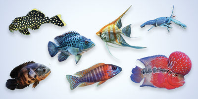 TDO™ FRESHWATER COLOR BOOST, MEDIUM (EP1)