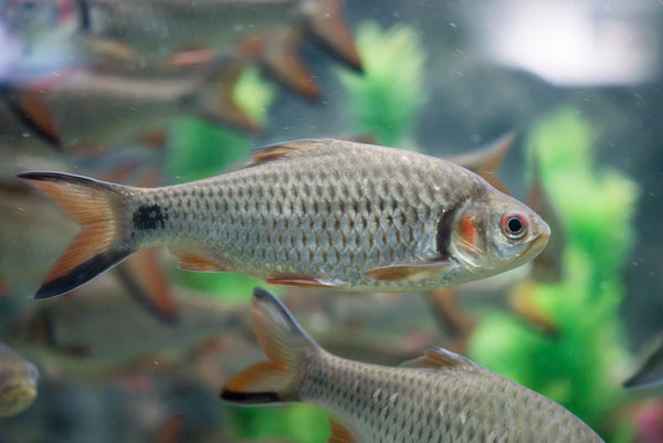 Collections – Reef Nutrition