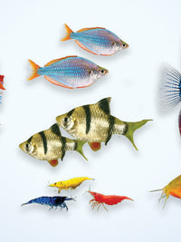 TDO™ FRESHWATER COLOR BOOST, X-SMALL (C1)