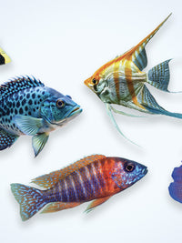 TDO™ FRESHWATER COLOR BOOST, MEDIUM (EP1)