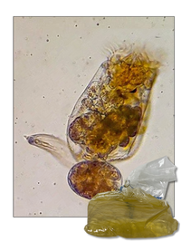 Live Marine Rotifers