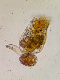 Live Marine Rotifers