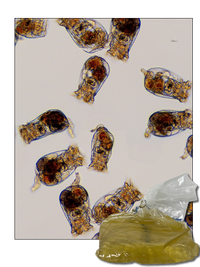 S-ROTIFERS
