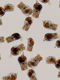 S-ROTIFERS