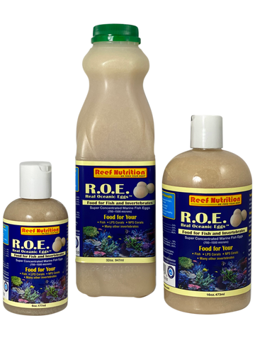 Marine angelfish deals food