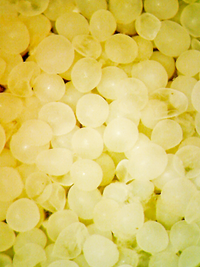 R.O.E.™ - Real Oceanic Eggs