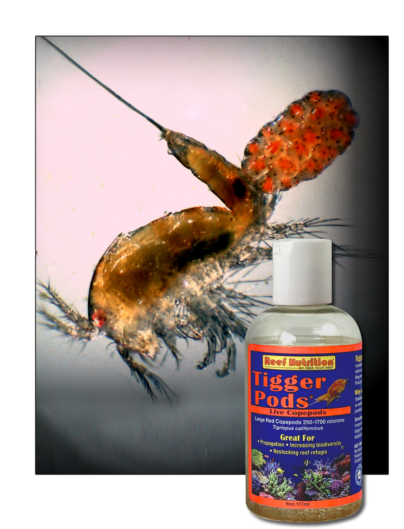 Tigger Pods Tigriopus californicus Live Copepods for Sale
