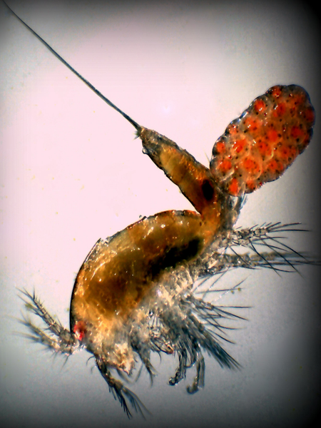 Tigger-Pods | Tigriopus californicus | Live Copepods for Sale | Buy